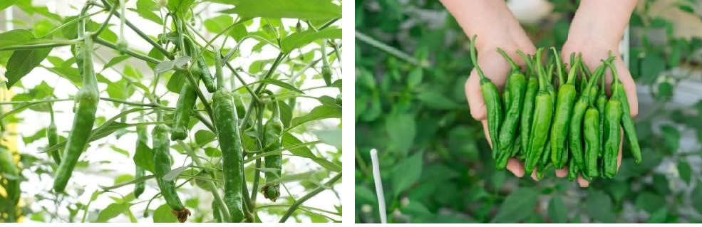 202505 1 chilli 4