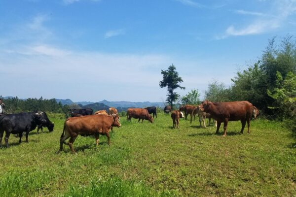 202505 2 cattle 3