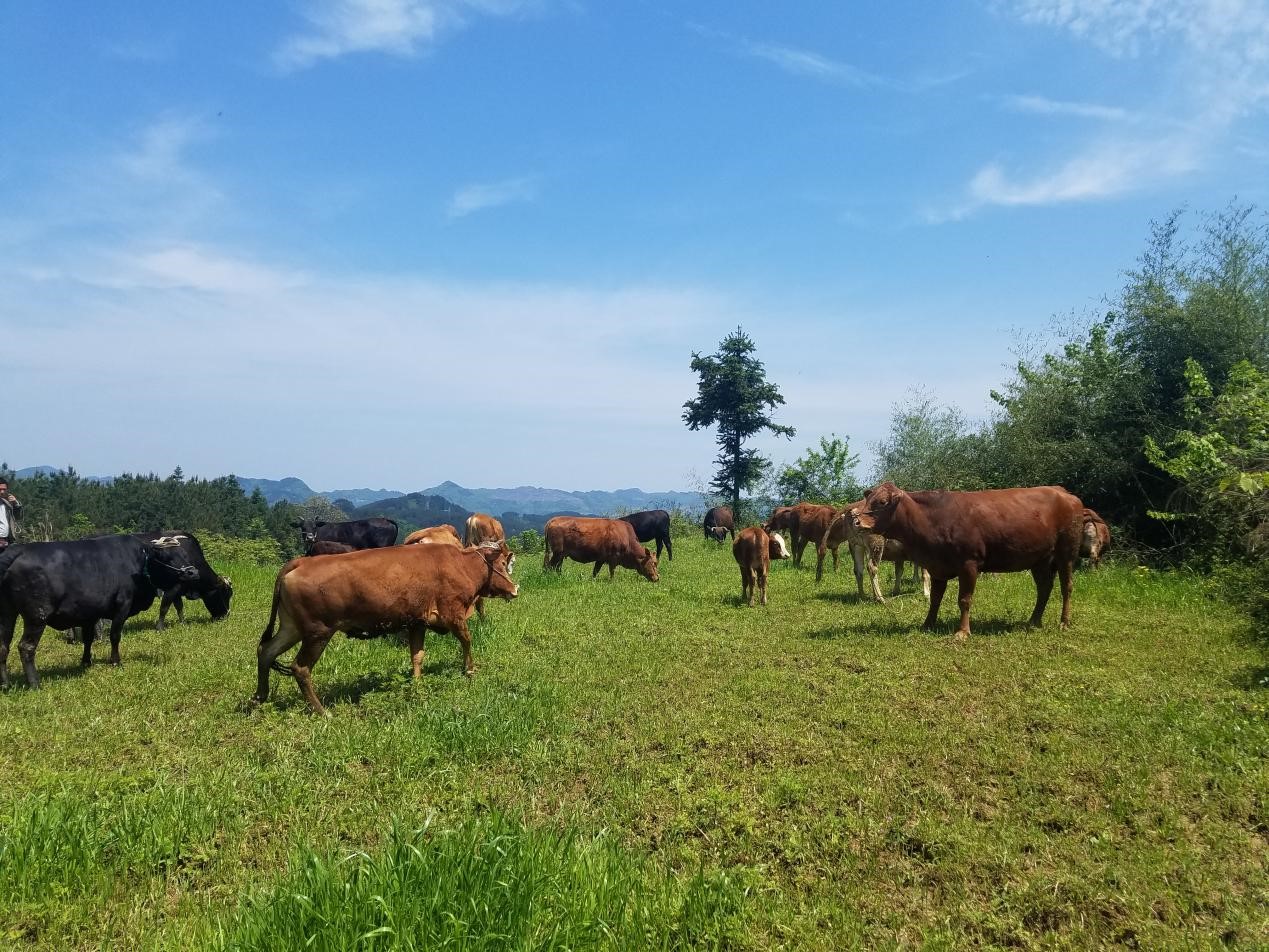 202505 2 cattle 3