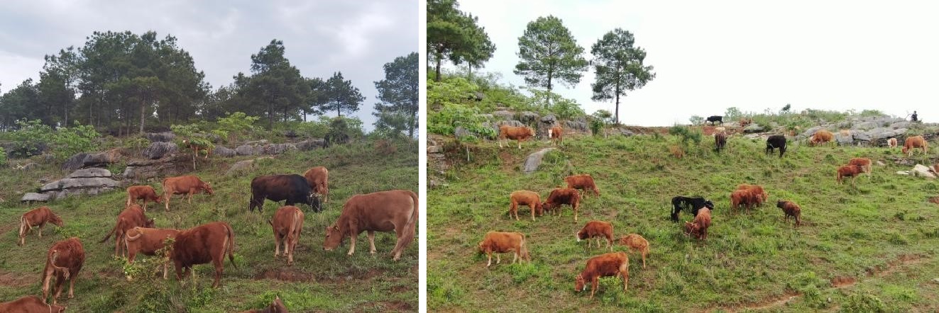 202505 2 cattle 4