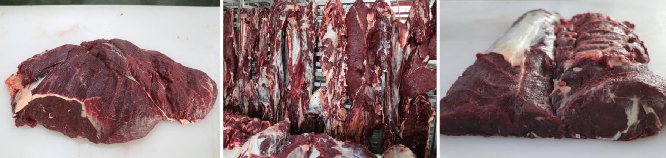 202505 2 cattle 5