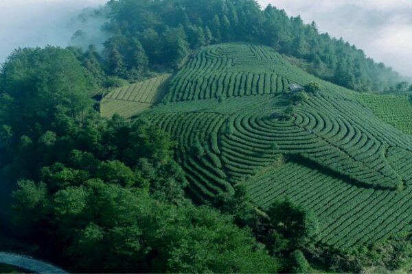 20250727 tea 1