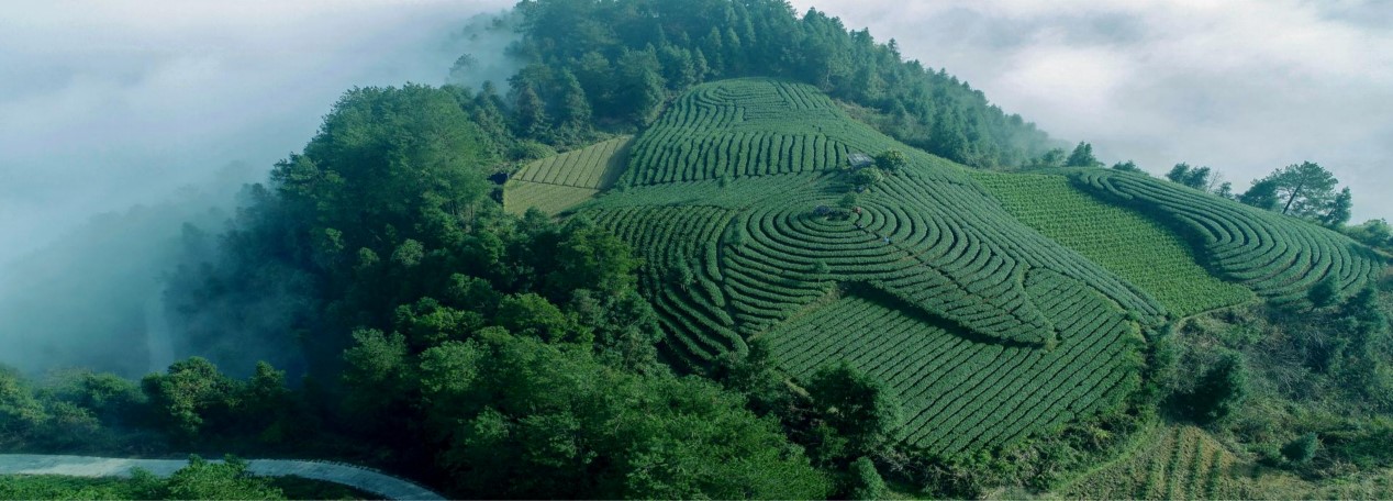 20250727 tea 1