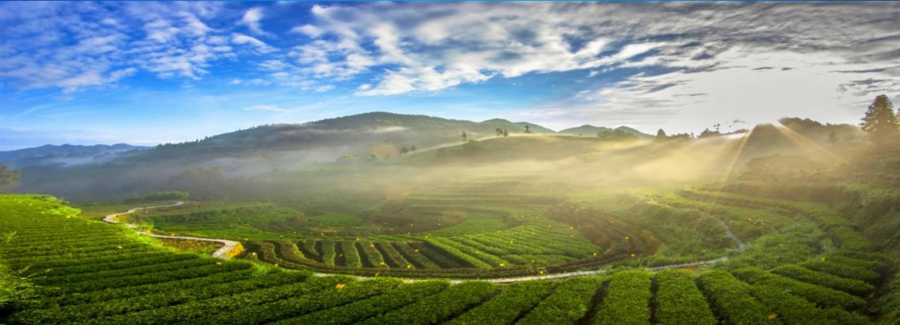 20250727 tea 2