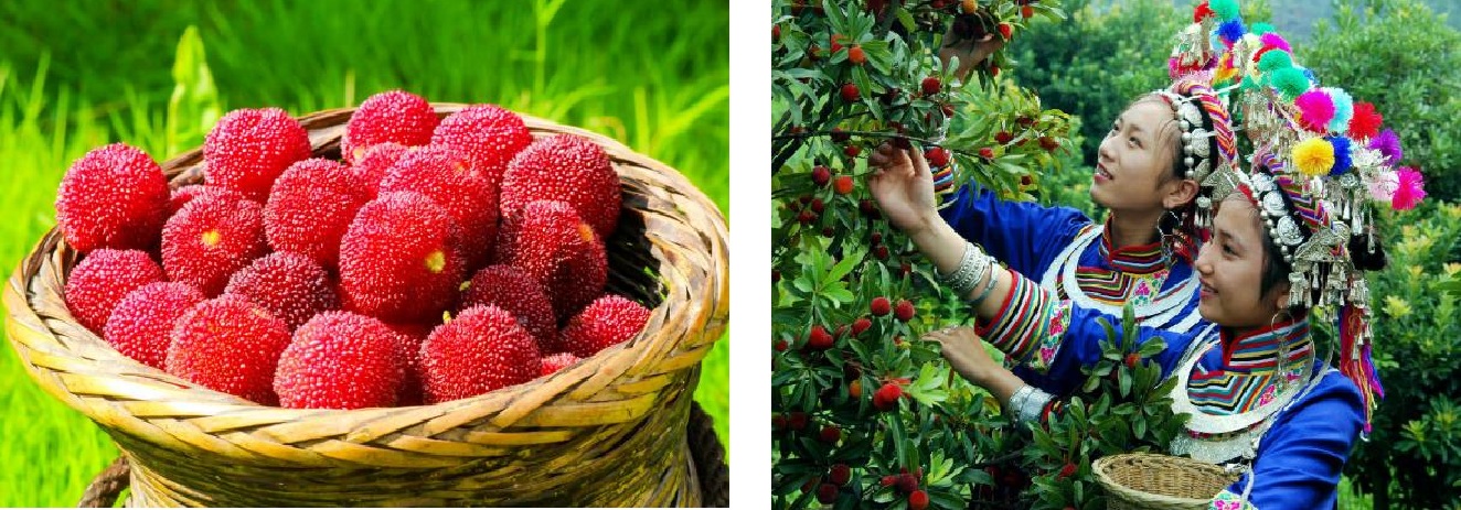 20260511 berry