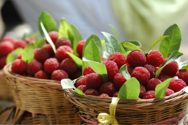 20260511 berry 5
