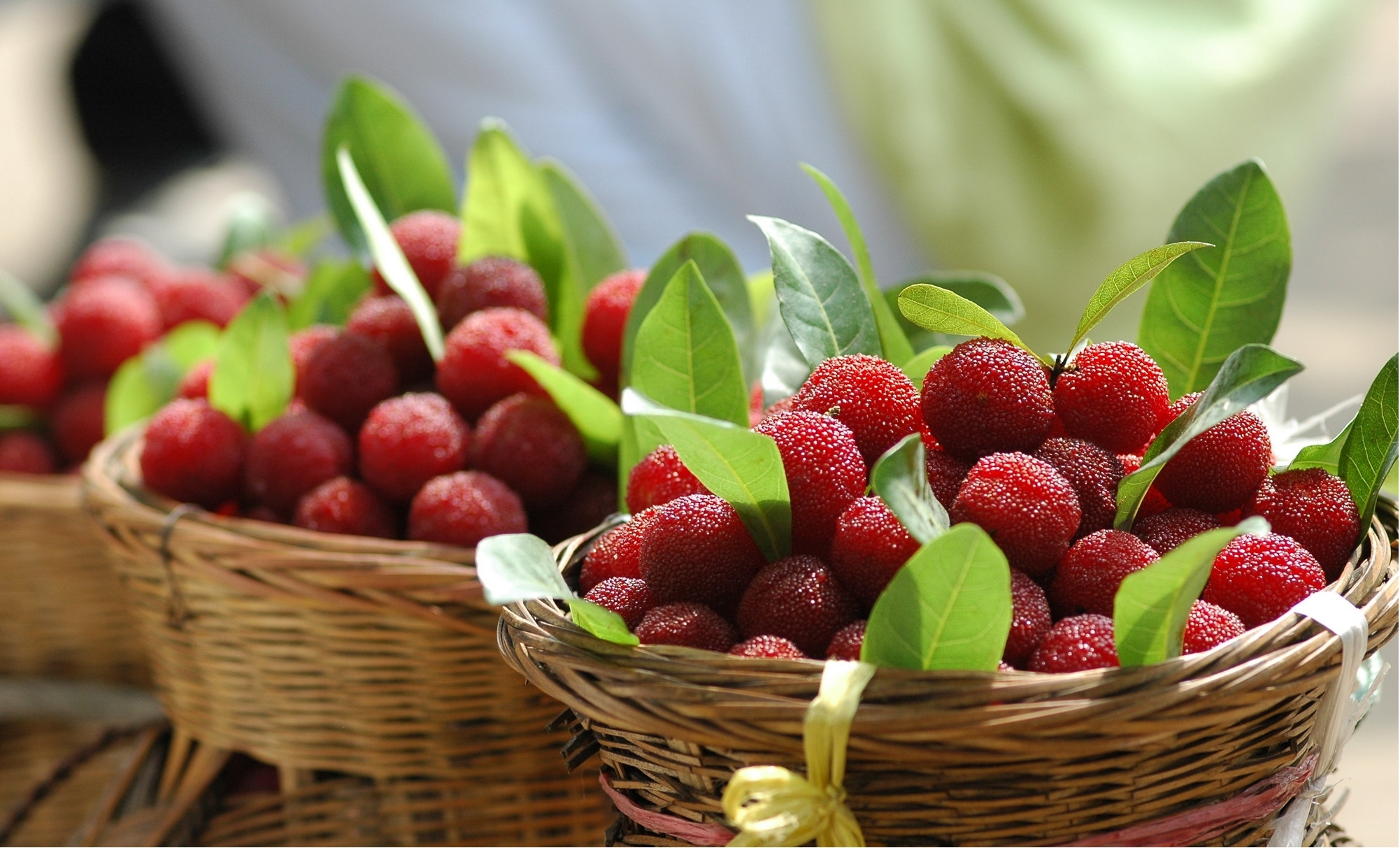 20260511 berry 5