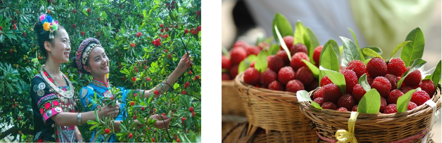 20260511 berry