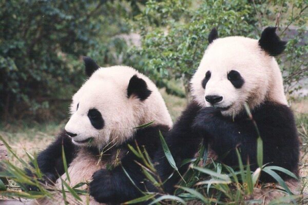 20260712 panda