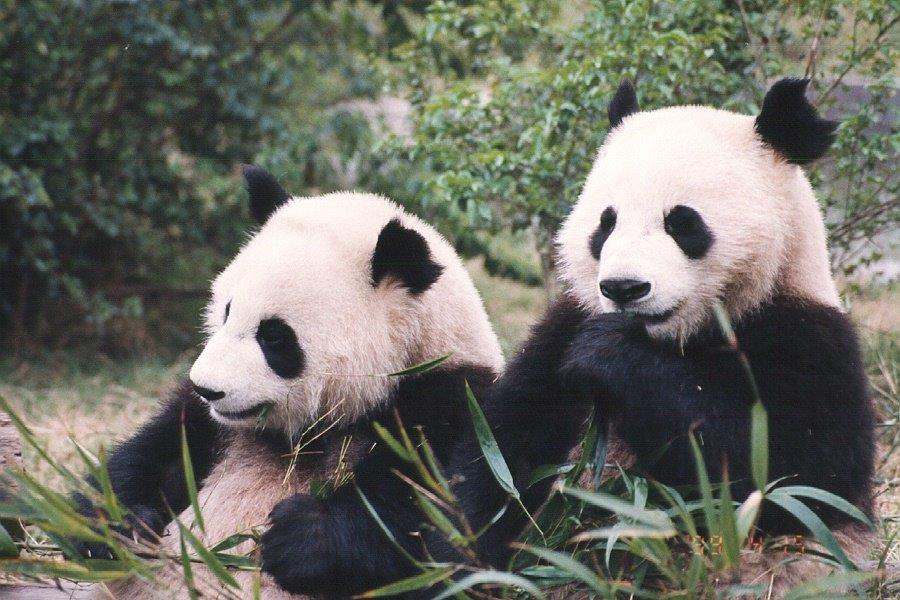 20260712 panda